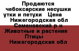 Продаются чебоксарские несушки утки и петухи › Цена ­ 500 - Нижегородская обл., Семеновский р-н Животные и растения » Птицы   . Нижегородская обл.